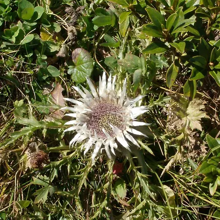 Inn Bel-air Eden Grindelwald