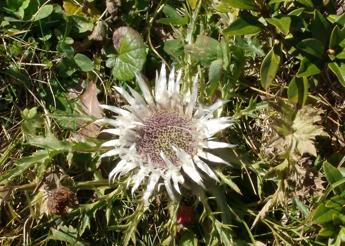 Inn Bel-air Eden Grindelwald